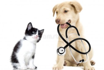 Hướng dẫn sử dụng thuốc cho chó mèo đúng cách