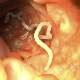 Tapeworm Symptoms, Transmission and Prevention